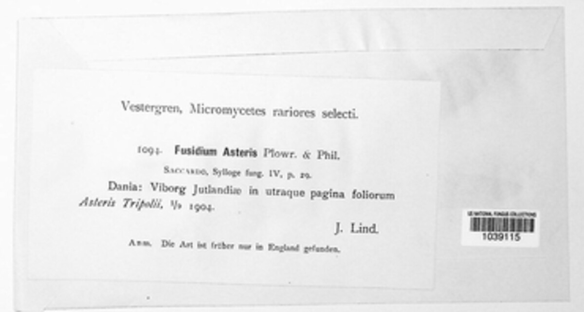 Fusidium asteris image